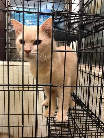 Cemboi - Domestic Short Hair Cat