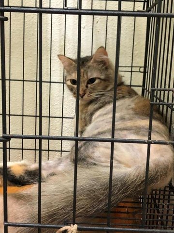Bomy - Domestic Medium Hair Cat