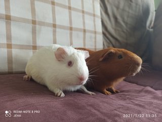 Cooper &amp; Cici - Guinea Pig Small & Furry