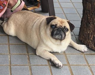 Bosco - Pug Dog