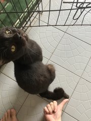 Batman  - Domestic Short Hair Cat