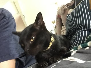 Batman  - Domestic Short Hair Cat