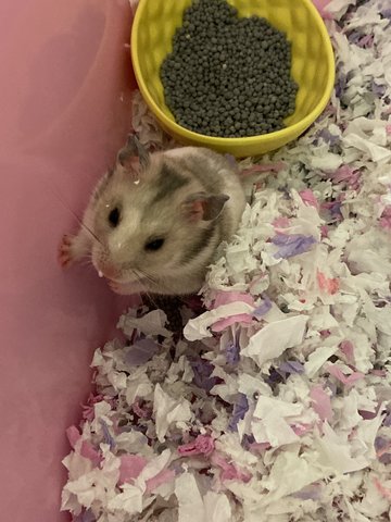 Mei Mei - Syrian / Golden Hamster Hamster