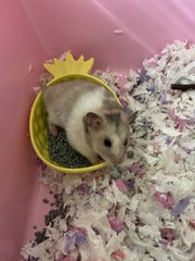 Mei Mei - Syrian / Golden Hamster Hamster