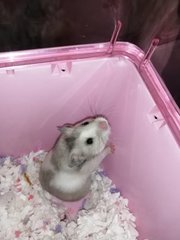 Mei Mei - Syrian / Golden Hamster Hamster