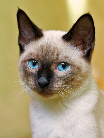 Gumuk - Siamese Cat