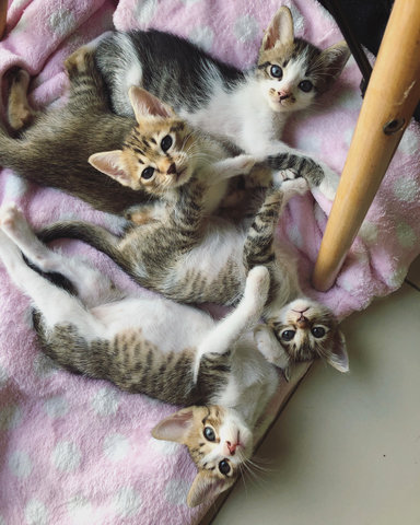 4 Kittens - Domestic Short Hair + Domestic Medium Hair Cat