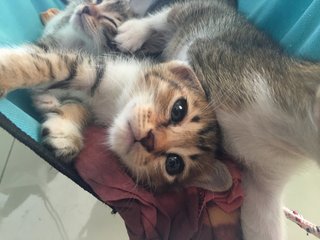 4 Kittens - Domestic Short Hair + Domestic Medium Hair Cat