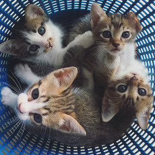 4 Kittens - Domestic Short Hair + Domestic Medium Hair Cat