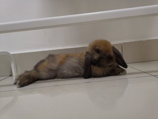 Brownie - Holland Lop Rabbit