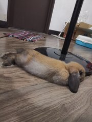 Brownie - Holland Lop Rabbit