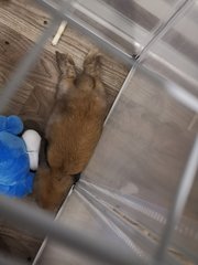 Brownie - Holland Lop Rabbit