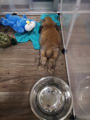 Brownie - Holland Lop Rabbit