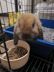 Brownie - Holland Lop Rabbit