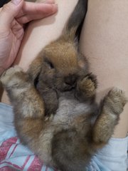 Brownie - Holland Lop Rabbit