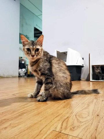 Tiara - Domestic Medium Hair Cat