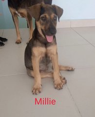 Millie (K) - Mixed Breed Dog