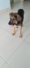 Millie (K) - Mixed Breed Dog