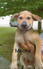 Moca - Mixed Breed Dog