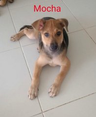 Moca - Mixed Breed Dog