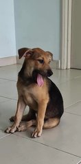 Moca - Mixed Breed Dog