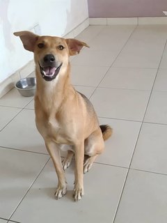 Moca - Mixed Breed Dog