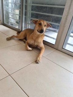 Moca - Mixed Breed Dog