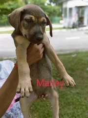 Marli (K) - Mixed Breed Dog