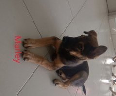 Marli (K) - Mixed Breed Dog