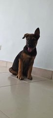 Marli (K) - Mixed Breed Dog