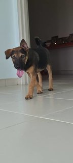 Marli (K) - Mixed Breed Dog