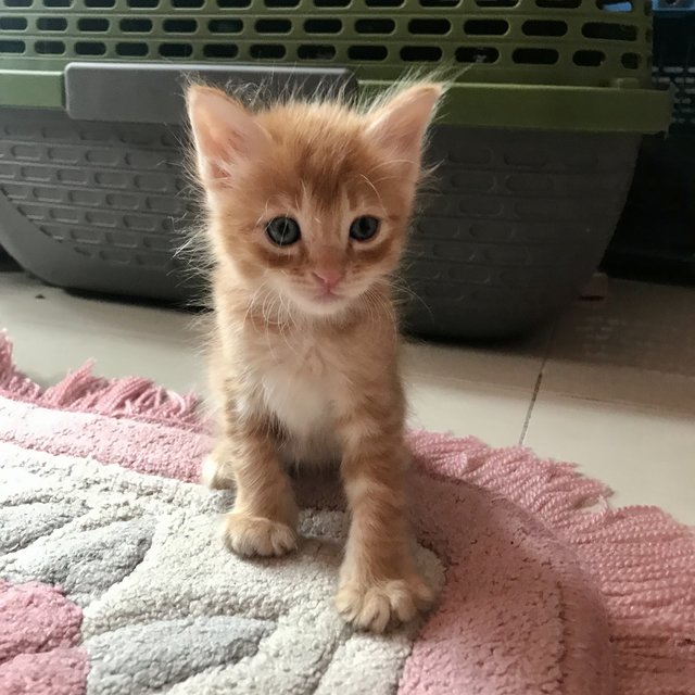 Dreamsicle - Domestic Medium Hair Cat