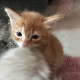 Dreamsicle - Domestic Medium Hair Cat