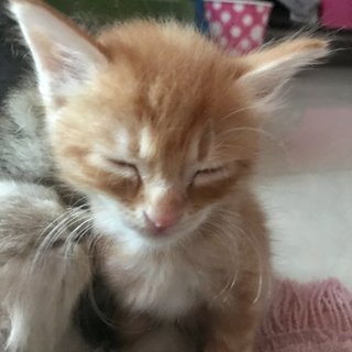 Dreamsicle - Domestic Medium Hair Cat