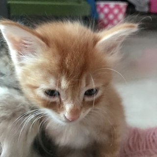 Dreamsicle - Domestic Medium Hair Cat