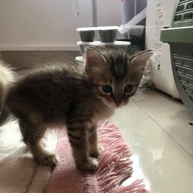 Eclairs  - Domestic Medium Hair Cat