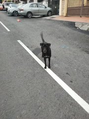 Blacky - Mixed Breed Dog