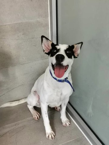 Whitey - Mixed Breed Dog