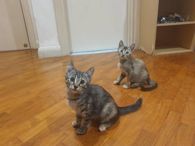 Tofu And Boba - Domestic Short Hair Cat