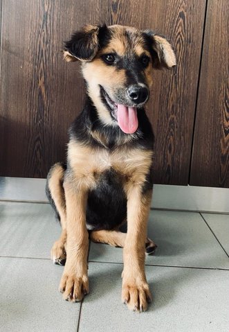 German Shepherd Mixed - German Shepherd Dog Mix Dog