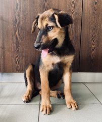 German Shepherd Mixed - German Shepherd Dog Mix Dog