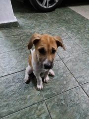 Vita - Mixed Breed Dog