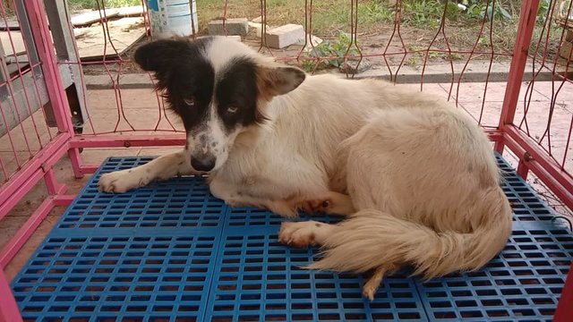 Whitey Girl - Mixed Breed Dog