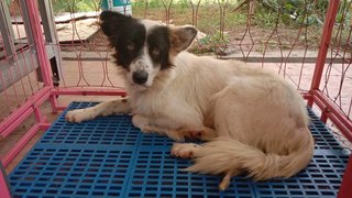 Whitey Girl - Mixed Breed Dog