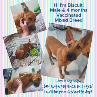 Biscuit - Mixed Breed Dog