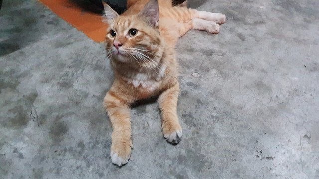 Oyen  - Domestic Long Hair Cat