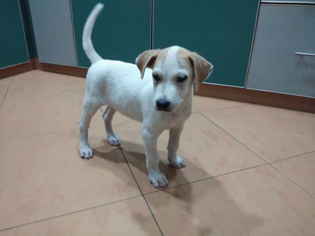 Tutu - Jack Russell Terrier Mix Dog