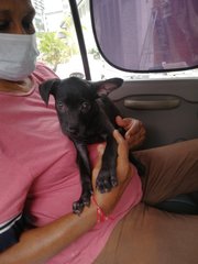 Hana - Miniature Pinscher Mix Dog