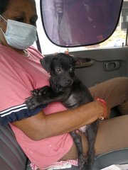 Hana - Miniature Pinscher Mix Dog