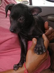 Hana - Miniature Pinscher Mix Dog